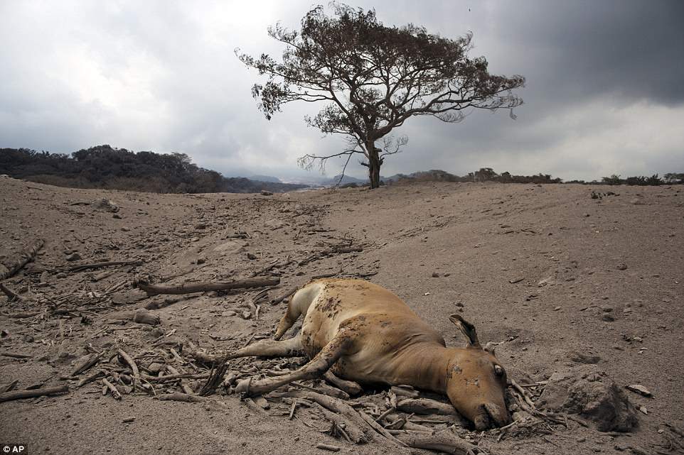 A dead cow lays in the disaster zone near the Volcan de Fuego, or "Volcano of Fire," in Escuintla, Guatemala, on Tuesday