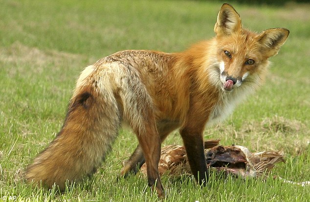 Super-size: This is what a normal fox looks like - almost half the size of the one caught in Kent