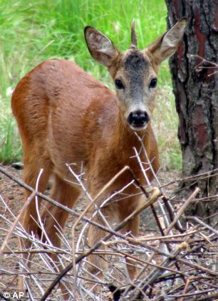 Research: A study by researchers at Fera and the University of Durham suggests a link between the increase in the number of roe deer in the UK and a change in woodland foliage and bird populations
