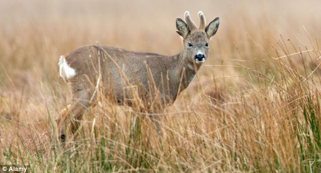 Growing numbers: The roe deer, pictured in Scotland in 2011, is native to the UK and one of six species of deer that roam wild across Britain