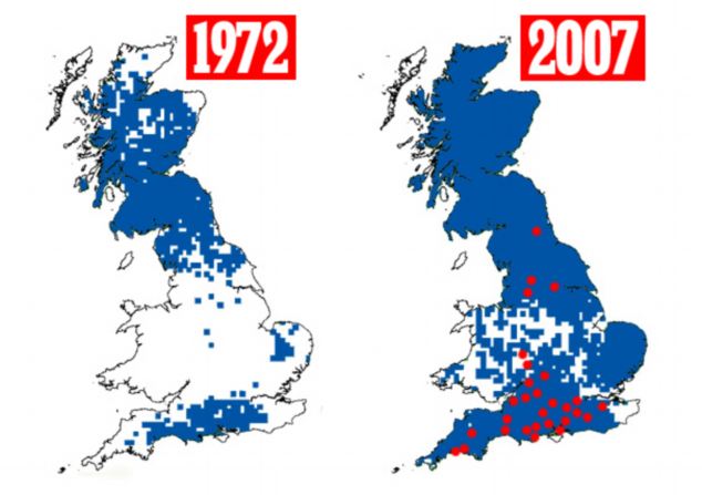 Population: The roe deer distribution in the UK in 1972, left, and in 2007, right, shows the extent to which roe deer populations have grown. The red dots indicate the sites where the study took place