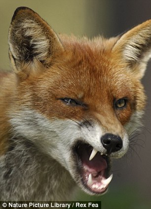 Terror: An urban male fox has been blamed for the attack which injured baby Denny Dolan