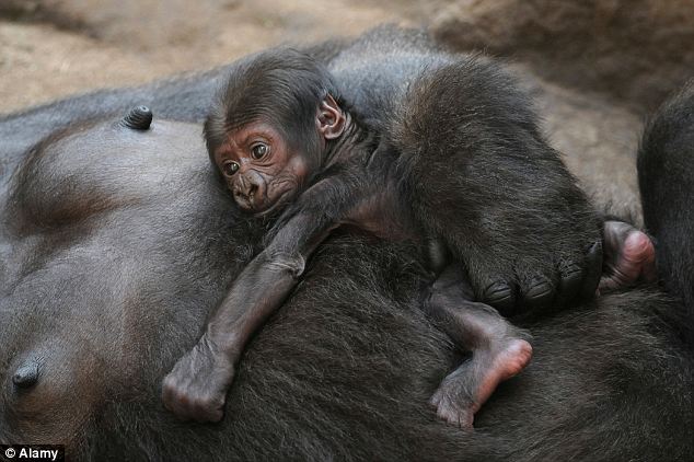 Smart move: Our closest relative, the apes, rarely put their babies on the ground, but instead teach them to crawl on their mothers¿ bellies