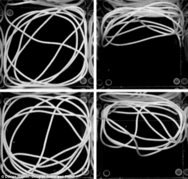 The other string theory: The physicists said that stiffer wires are less likely to form such mind-boggling tangles. They tumbled a wire in a box hundreds of times, then used a mathematical knot theory to analyse them. Pictured are two examples of the string before (pictured left) and after tumbling (pictured right)