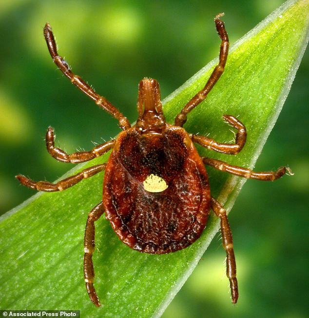Doctors across the U.S. are seeing a surge of sudden meat allergies in people bitten by Lone Star ticks (pictured) which are found in the Southwest and eastern half of the country