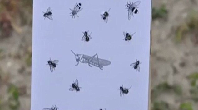 Precision: Trainees are asked to shoot the images of five flies hidden among five bees and five grasshoppers on a target sheet  from as far as 100 metres away