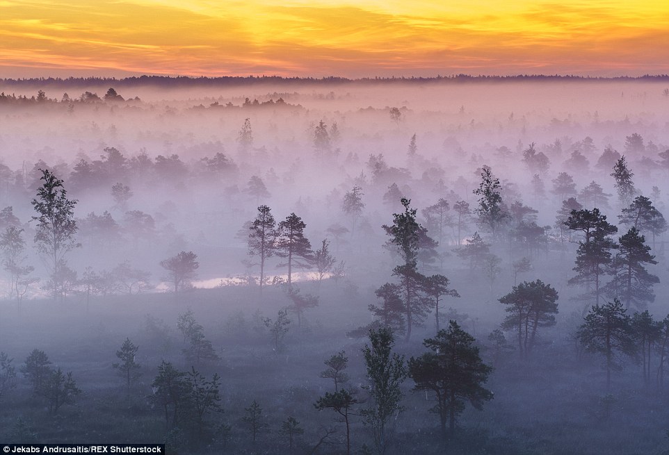 Swirling haven: Trees poke through the dense fog under a spectacular orange sunrise on the Latvian coast 