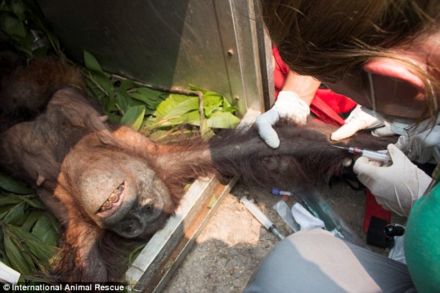 Injection: The mother and baby orangutan had to get treatment from the animal workers after the incident that took place in October