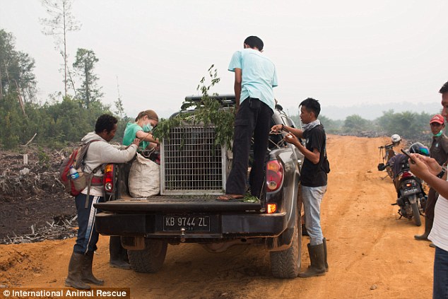 Helping hand: Teams from International Animal Rescue are trying to help orangutans stranded in the region