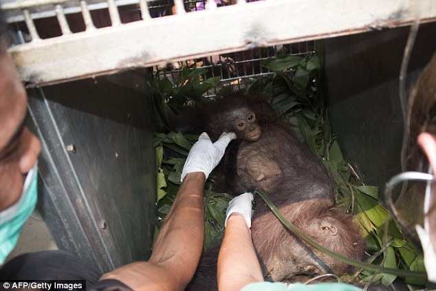 Scared: Gito, the young orangutan, clings on to his mother as rescuers reassure him as he receives treatment