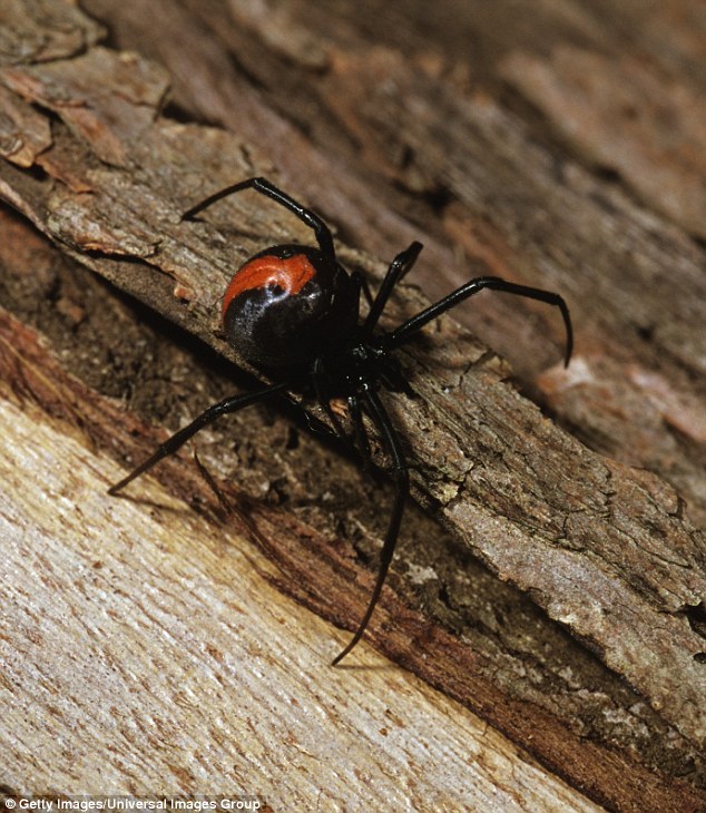 The red back spider makes it to number seven - this spider
