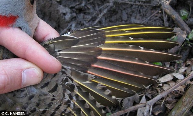 Red tints seen in the feathers of  ‘yellow shafted’ Northern flicker woodpeckers (pictured) are though to be caused by a pigment in an invasive species of berry, rather than breeding with red shafted populations