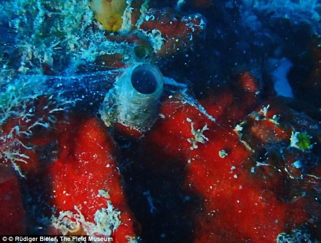 The new worm snail species  is on its shipwreck home, with the mucus web it uses to trap food. The worm snail shell appears in this image as a blue-ish tube at the centre of the photo; the mucus web is behind it. It was discovered glued to a ship wreck in Florida Keys