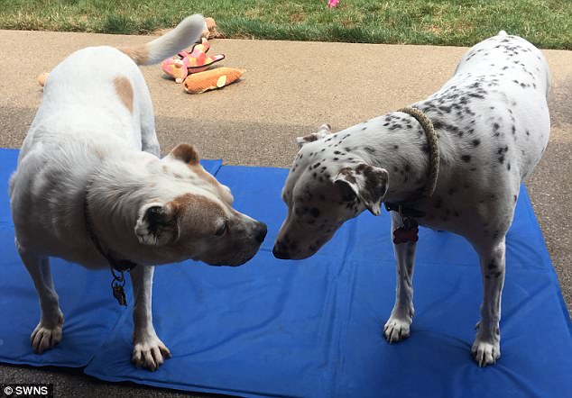 A sniff and a kiss: JoJo (left) spends time with dalmatian mix sister Molly (right) with several stuffed animals tossed to the side, undoubtedly a part of his 200 plus toy collection
