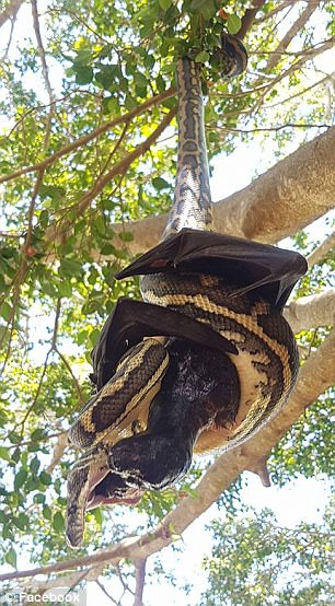 While the bat was long dead, the snake appeared to struggle with it