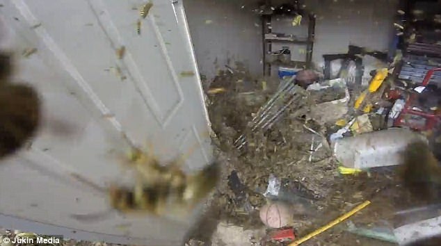 Horror hornets: Thousands of the wasps darted out of the giant nest to defend their home as he started to dismantle it with a shovel amid a cacophony of angry buzzing sounds