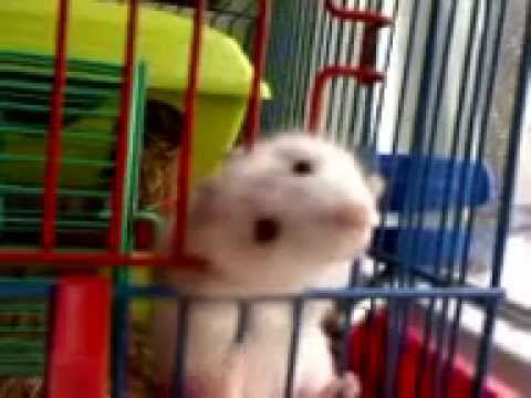 hamster in the trap
