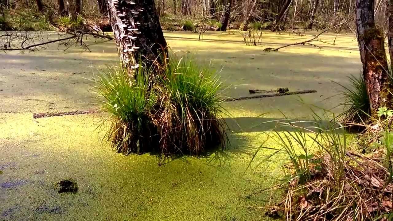 Пробирался болотами. Незаметное болото. Трясина.