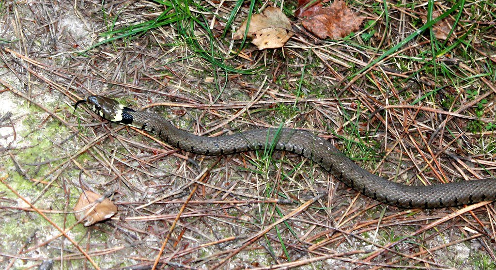 Что делать, если в лесу вас укусила ядовитая змея - фото 2