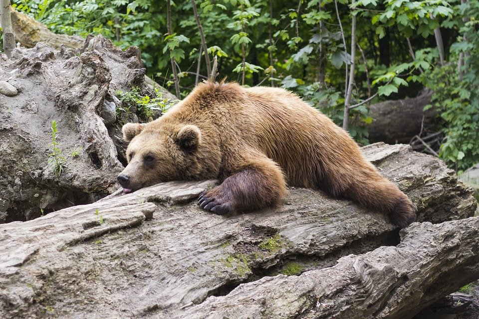 Что делать, если в лесу вы повстречали медведя: инструкция по выживанию - фото 1