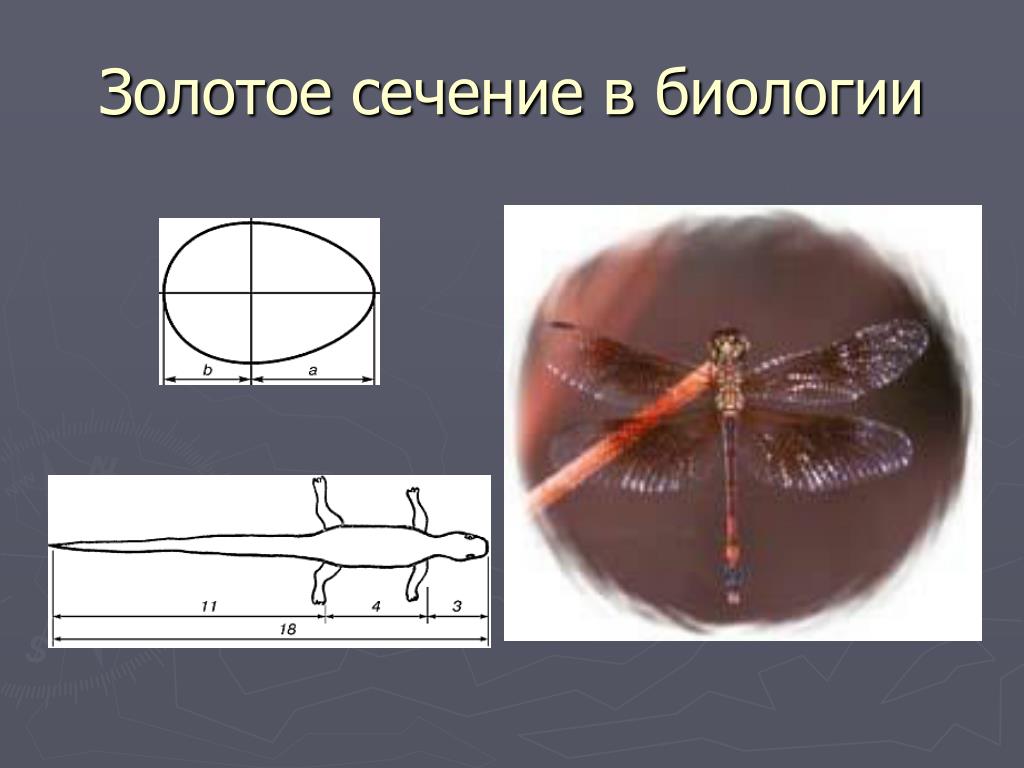 Золотое сечение картинки для презентации