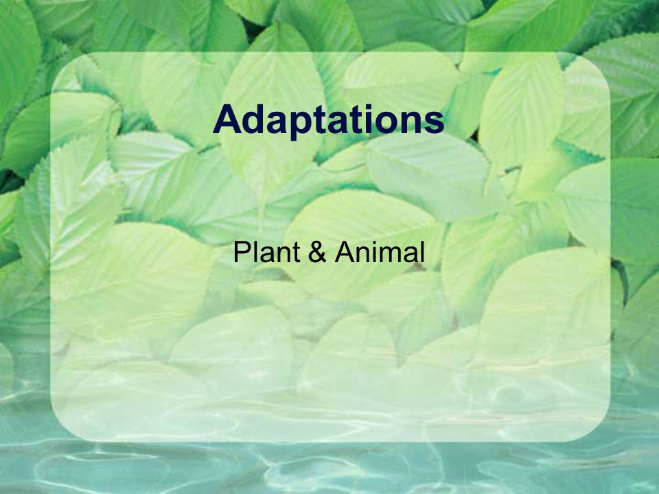 Adaptations Plant & Animal