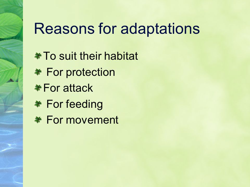 Reasons for adaptations To suit their habitat For protection For attack For feeding For movement