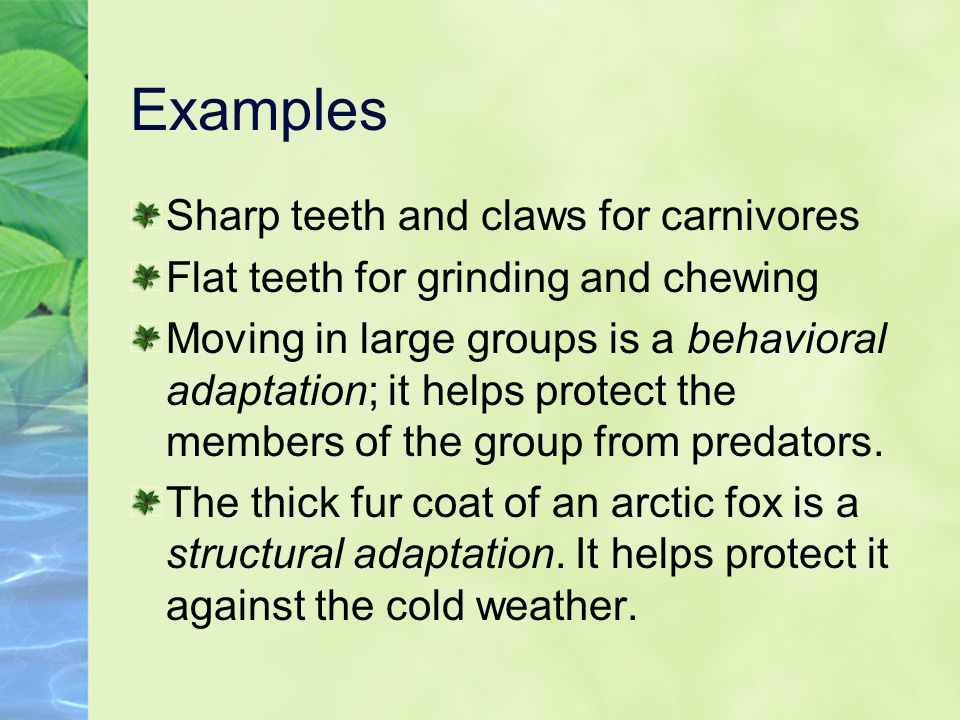 Examples Sharp teeth and claws for carnivores Flat teeth for grinding and chewing Moving in large groups is a behavioral adaptation; it helps protect the members of the group from predators.