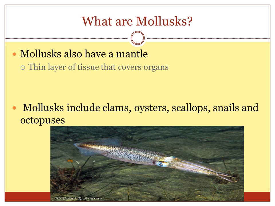 What are Mollusks.