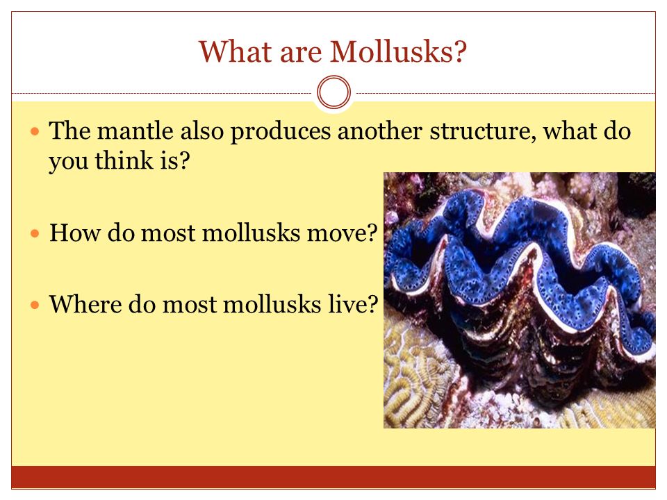 What are Mollusks. The mantle also produces another structure, what do you think is.