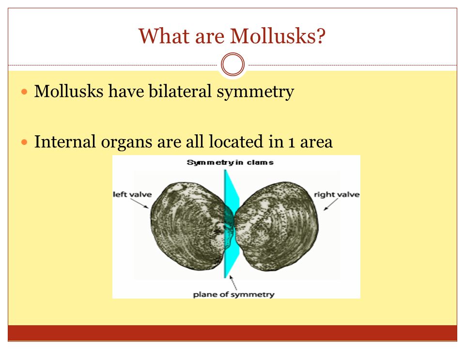 What are Mollusks Mollusks have bilateral symmetry Internal organs are all located in 1 area