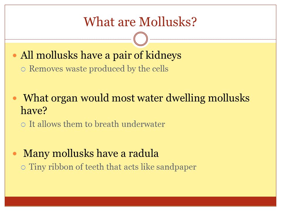 What are Mollusks.
