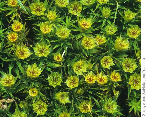 Политрихум можжевельникоподобный (Polvtrichum juniperinum)