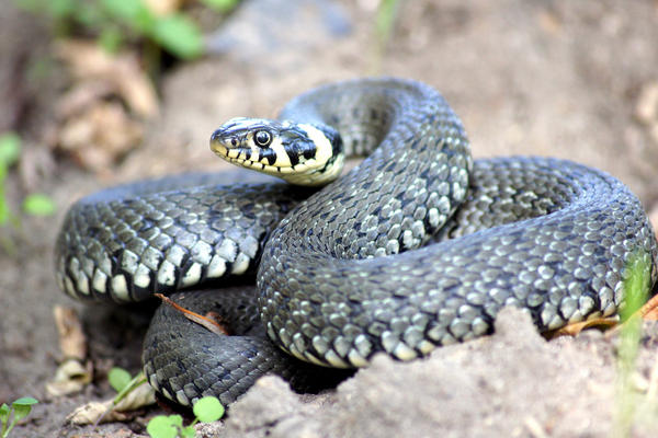 Уж встречается чаще других змей. Не переживайте - он не опасен