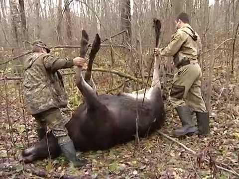 Лось стал первой жертвой браконьеров в этом охотничьем сезоне в Череповецком районе
