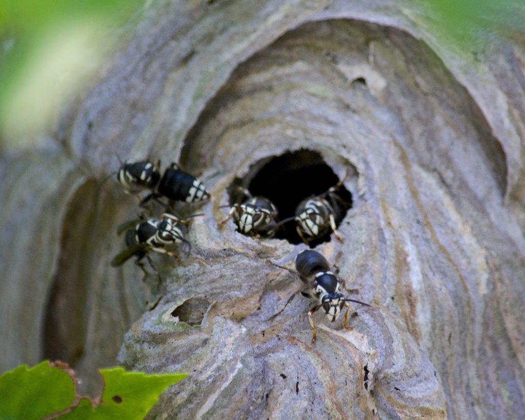 Hornets entering a hornet nest.