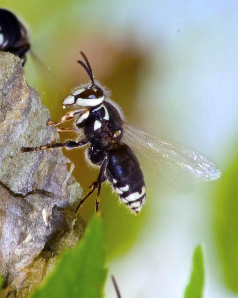 Photograph of a hornet.
