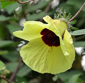Hibiscus hispidissimus at Kadavoor