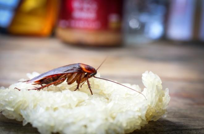 Чем питаются тараканы
