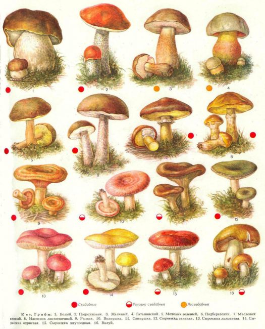 Картинки грибов с названиями: Какие грибы  съедобные?