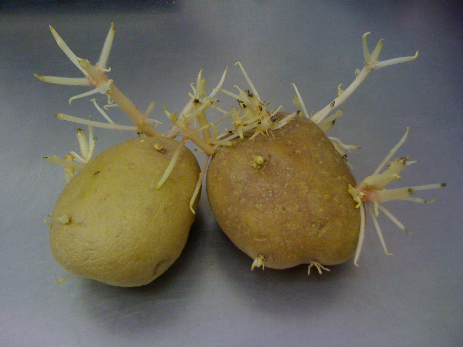 Проращивать картофель в темноте или на свету. Пророщенный клубень картофеля. Проросшая картошка. Ростки картофеля. Картошка с ростками.