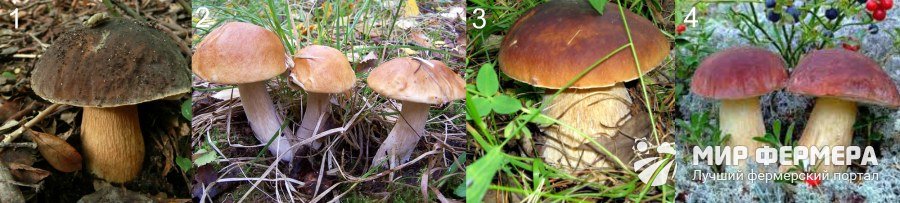 Белый гриб виды и описание
