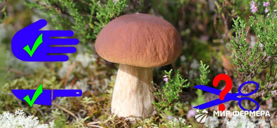Как выкручивать грибы