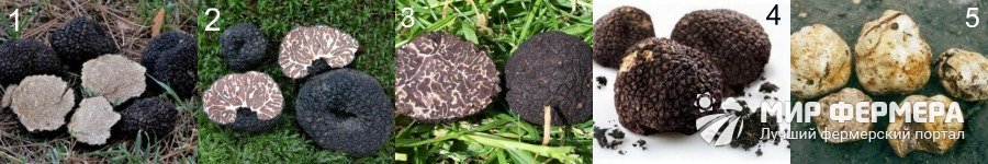 Виды трюфельных грибов с фото и описанием