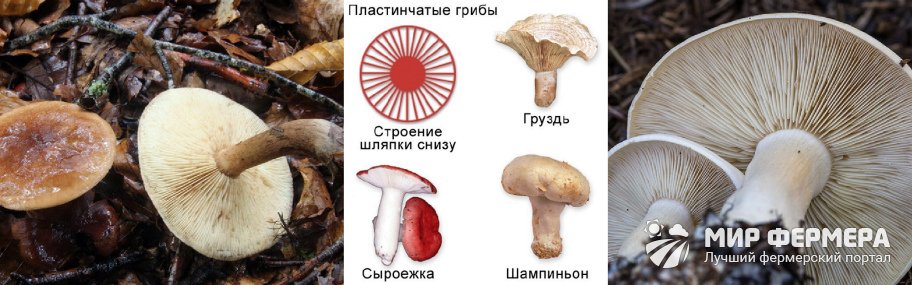 Пластинчатые грибы строение