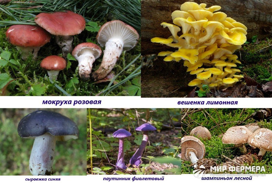 Съедобные пластинчатые грибы