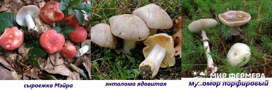 Ядовитые пластинчатые грибы