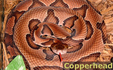 Copperhead Snake