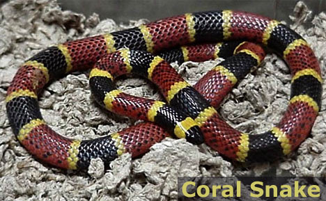 Coral Snake