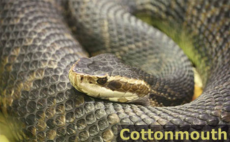 Cottonmouth Snake